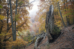 Herbstwald / ***