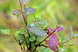 Nach dem Regen / ***