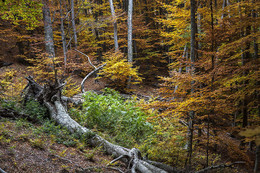 Herbst im Wald / ***