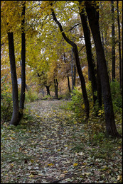 in den herbstlichen Wald / ***