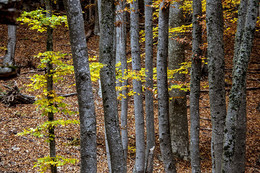 Herbstwald / ***