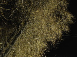 Haar / 2014-11-04-195-C00-056(83)-C