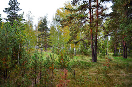 in den herbstlichen Wald / ***