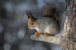 Winter / ***