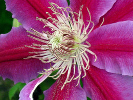 Clematis / ***