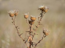 Agrimony / ***