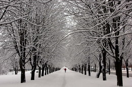 Allee / ***
