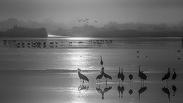 Morgen auf dem See / ***