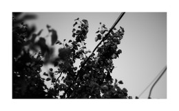 Autumn Still Life / ***