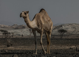 Arabian camel / ***