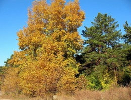 Goldener Herbst / ***