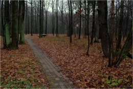 Wald kalt geworden und die Blätter fallen ... / ***