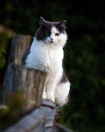 country cat / No comments.