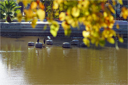 Goldener Herbst / ***