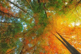 Fusion / Ein Blick nach oben.
Die Farben des Herbstes verschmelzen in den Baumkronen.