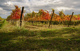 Weingarten / Weingärten in rot