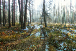 Spaziergang durch den Wald / ***