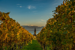 Mont Blanc over the vineyards / Schöne Perspektive durch die Weinbergen