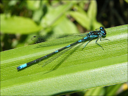 Dragonfly / ***