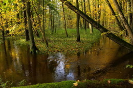 Reflexion der Herbst / ***