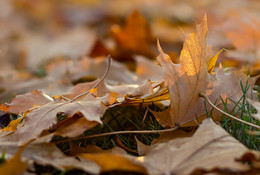 Blätter fallen / ***