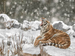 Sibirischer Tiger / ***
