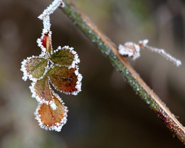 Winter-Spitze / ***