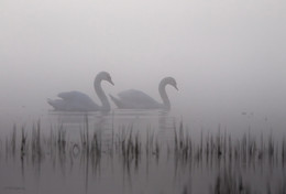 In der Stille der Morgendämmerung / ***