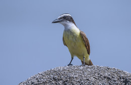 Great kiskadee / ***