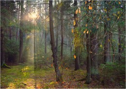 in den herbstlichen Wald / ***