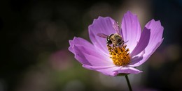 Eine Biene auf einer Blume / ***