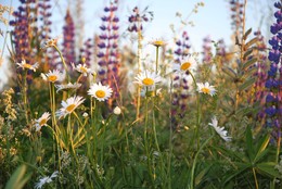 Erinnerungen an den Sommer / ***