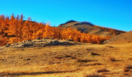 Redhead Herbst / ***