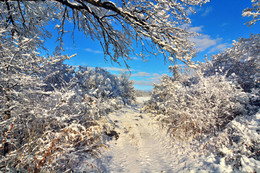 Winterwald. / ***