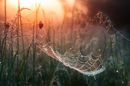 Sommermorgen / ...