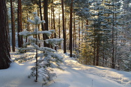 Morgen in einem Kiefernwald / ***