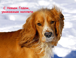 Frohes Neues Jahr! / ***