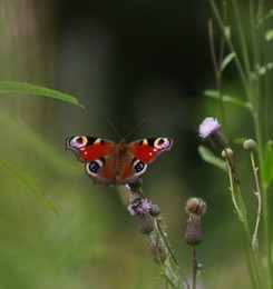 Ein wenig von der Sommer ... / ***