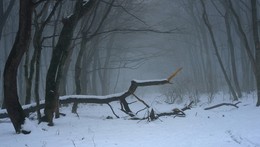 Der Untergang / ***