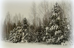 Winterwald / ***