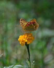 Schmetterling / ***