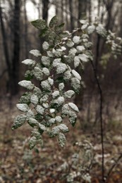 Der erste Schnee / ***