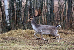 Pashkevich68 / Pashkevich68