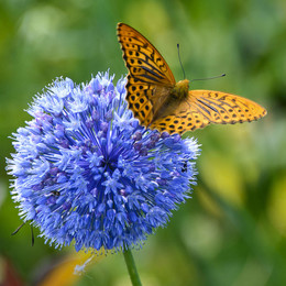 Schmetterling / ***