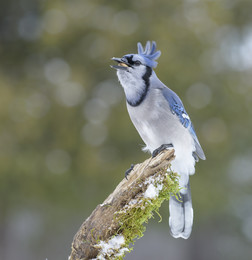 Blue Jay / ***