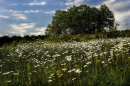 Gänseblümchen / ***