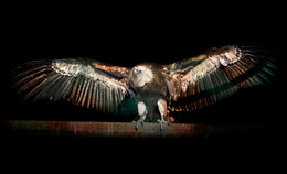 Weißkopfseeadler / ***