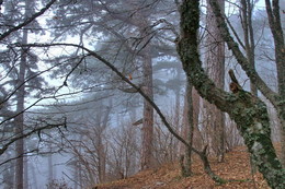 Nebel / ***