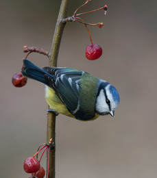 Blaumeise / .....