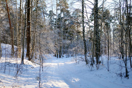 Winterwald. / ***